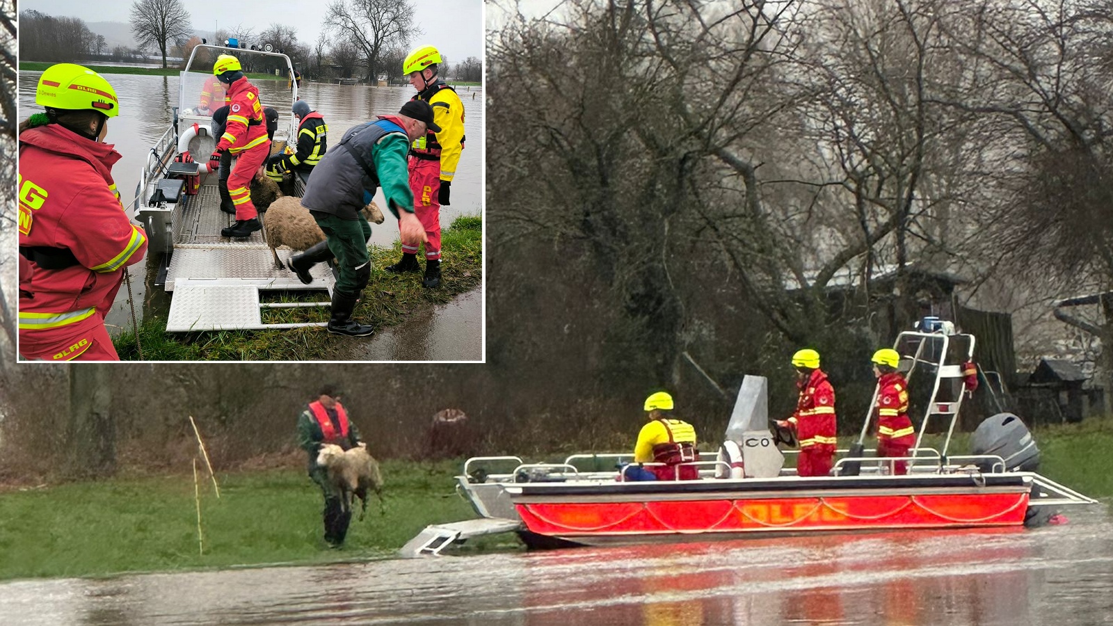 DLRG und Feuerwehr retten sieben Schafe von einer „Hochwasser-Insel“