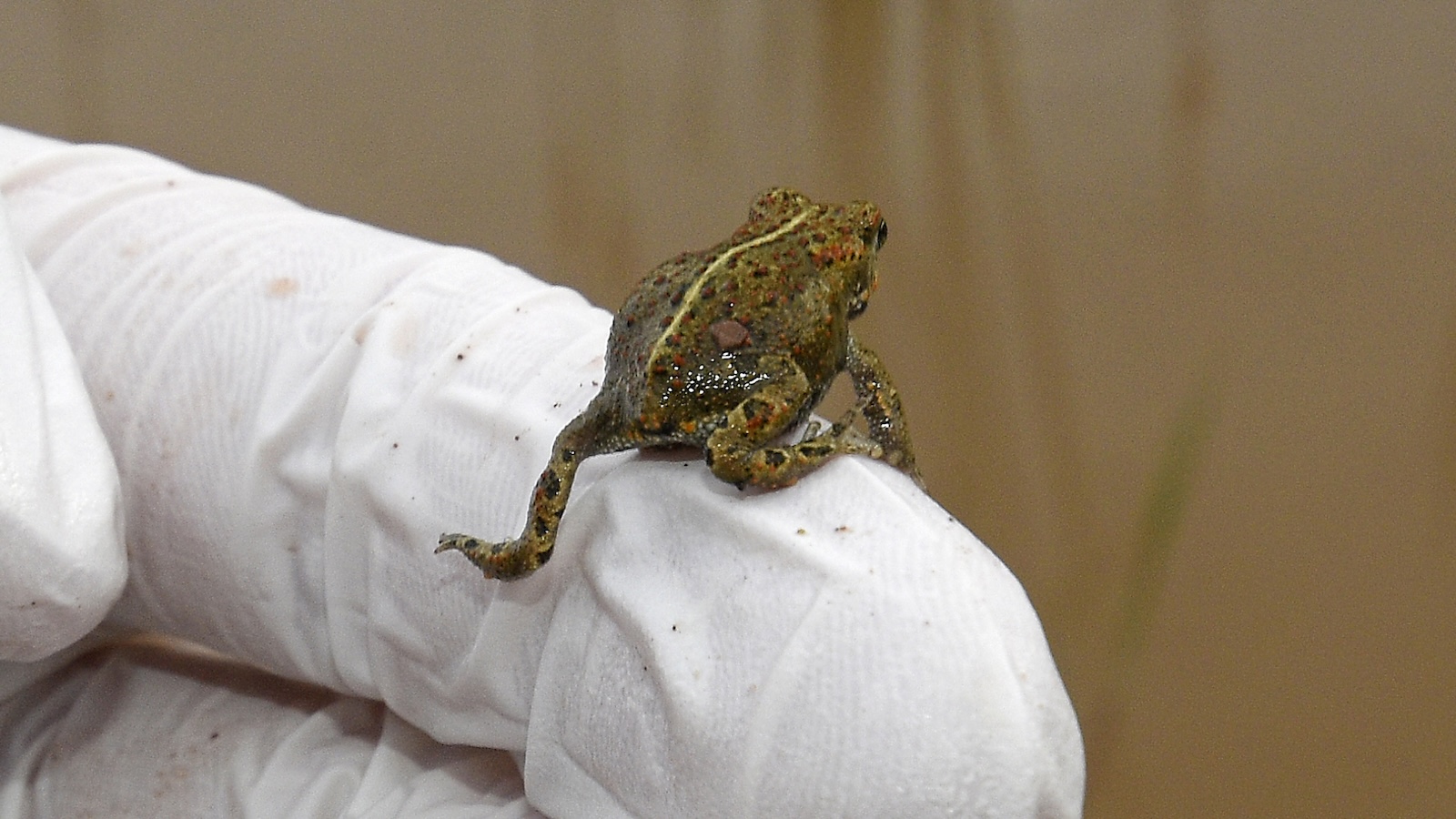 Vortrag über ein Schutzprojekt zum Erhalt stark bedrohter Amphibienarten im Kreis Höxter 