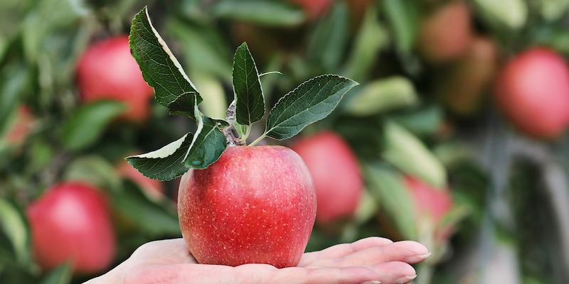 ObstwiesenberaterInnen-Lehrgang im Bildungshaus Modexen startet Ende Februar –Anmeldungen sind ab sofort möglich!